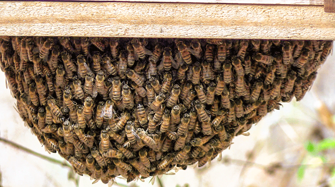The Use of Bees in an Informant Network