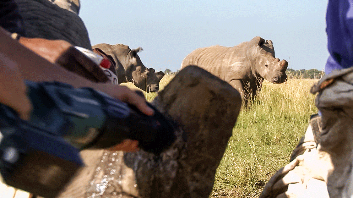 The Rhino Poaching Crisis (5-Minute Video)