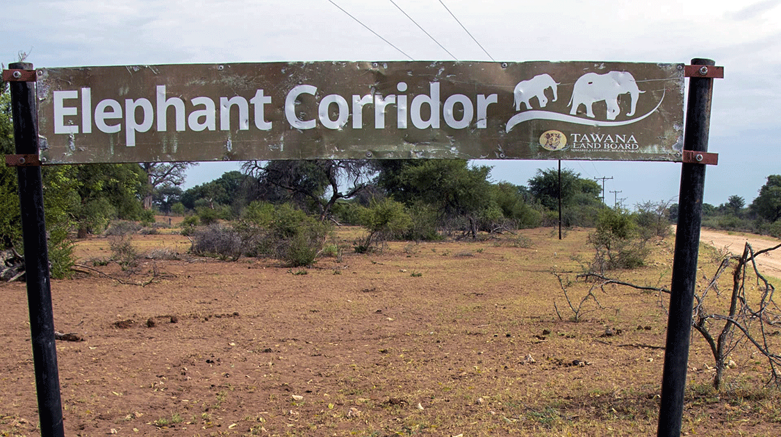 Elephant Population Control in Botswana (4-minute Video)