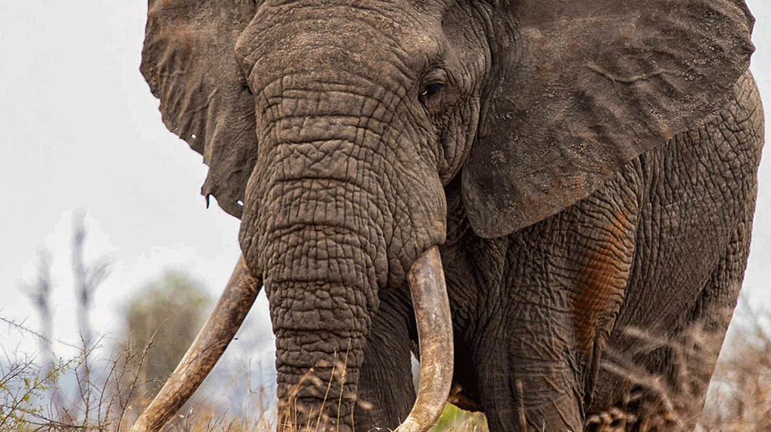 Kruger National Park Management Issues: Water