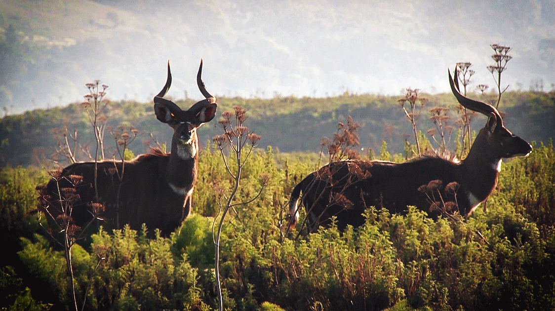 The Mountain Nyala of Ethiopia: Can a Single Species Save an Entire Ecosystem? (5-minute Video)