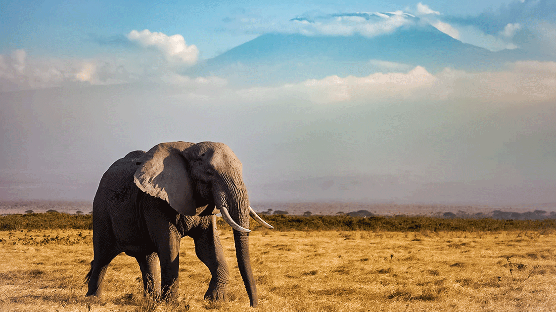 Standing Too Close to the Elephant – The Amboseli Smoke and Mirrors Show