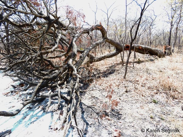 Honey for Money, But Bees Need Trees