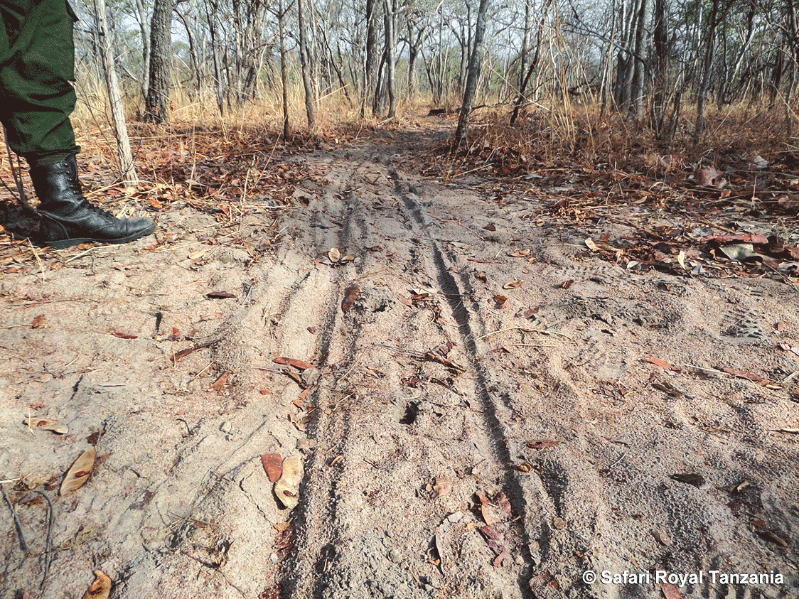 Skinny Tracks, Wide Impacts: Bicycle Poaching in Tanzania’s Hunting Blocks