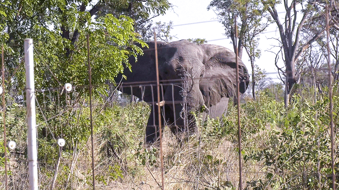 Fence Sitting