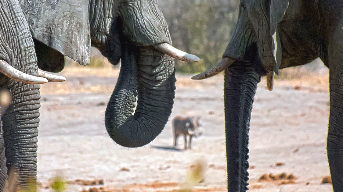 Expanding Populations and Human-Elephant Conflict