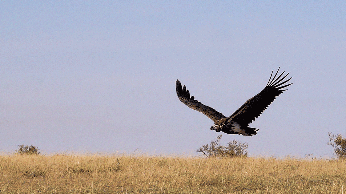 Vultures As Indicators