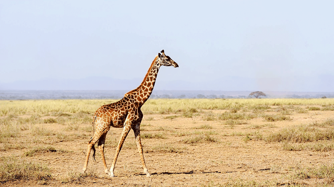 Why Is Kenya’s Wildlife Policy 60 Years Behind Southern Africa?