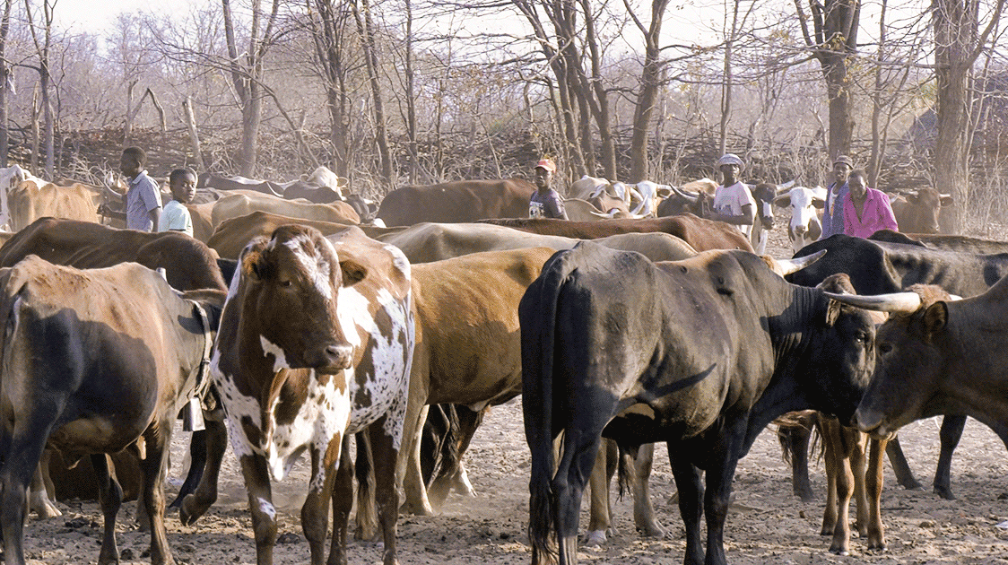 Can Elephants and Cattle Co-Exist?