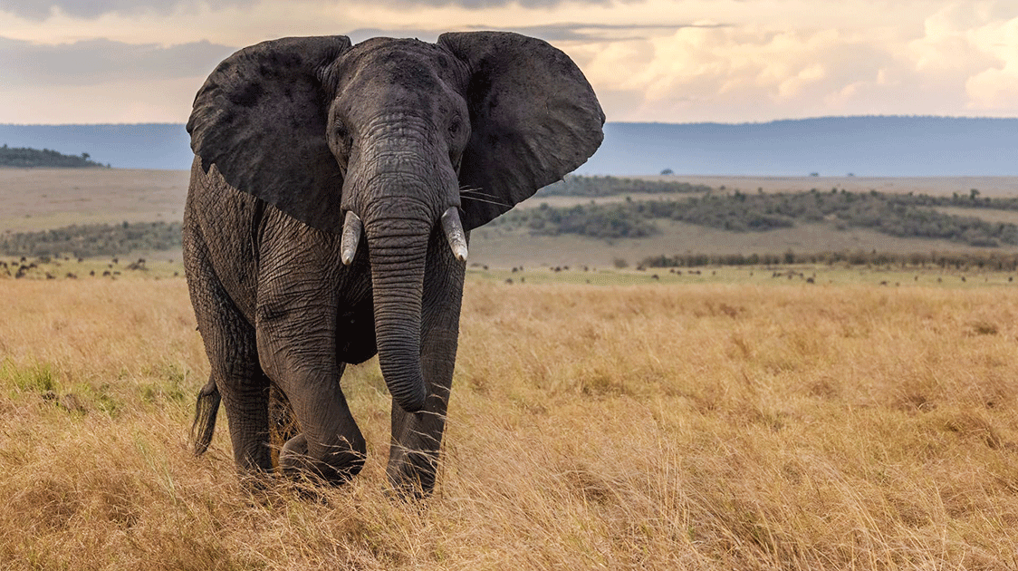 The African Savanna Elephant:  Status, Biology and Management