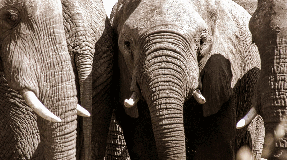 Kruger National Park Management Issues: Elephant