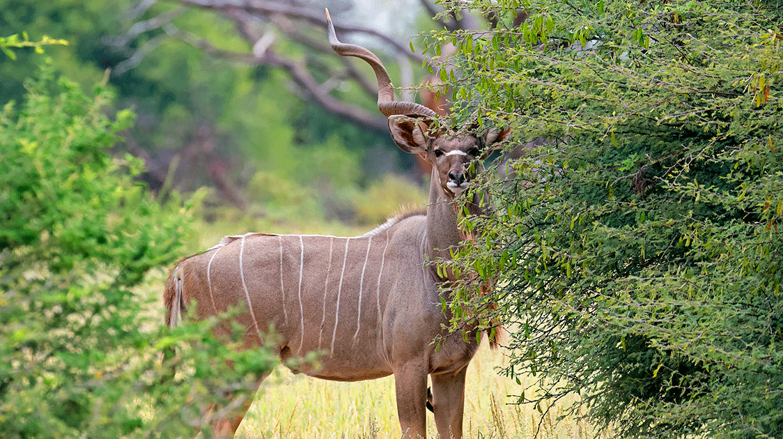 The Trophy – Is Killing the Biggest Animal a Good or a Bad Thing?