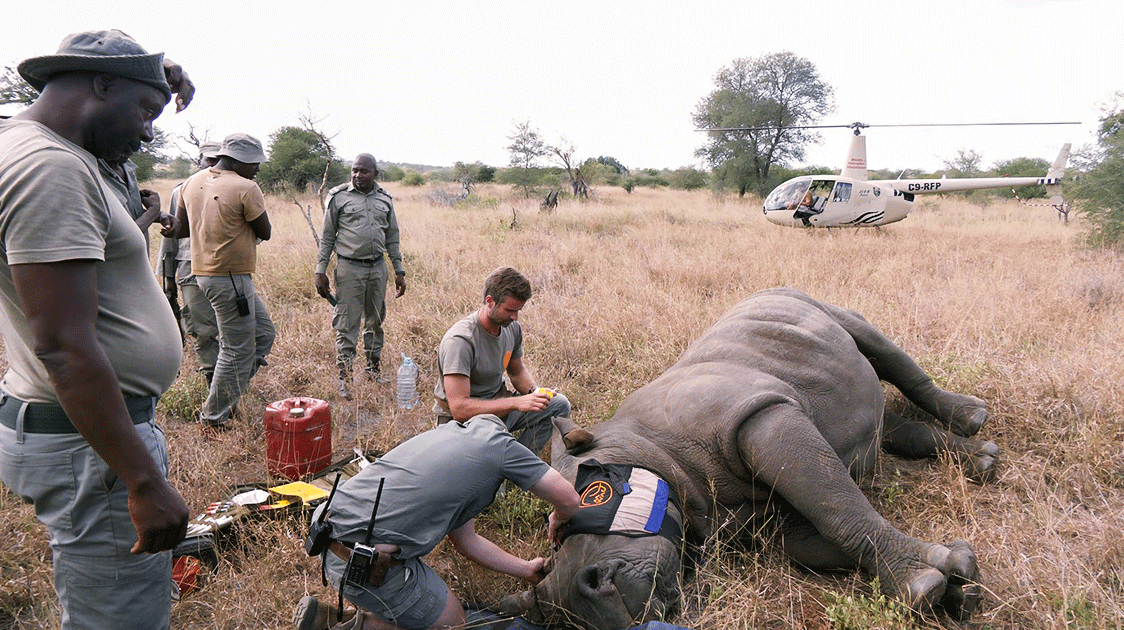 Dehorning Rhino to Deter Poaching (10-minute Video)