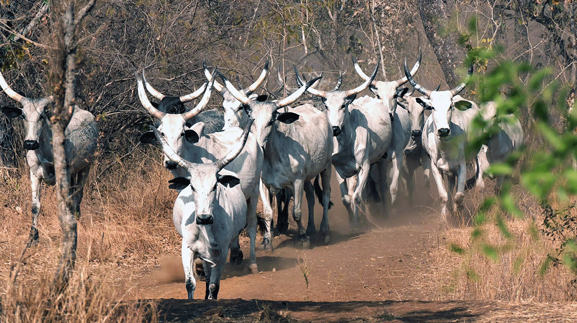 The Mbororo Nomadic Pastoralists