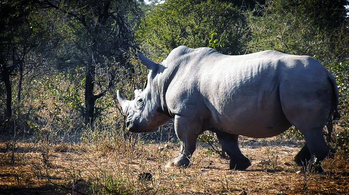 The Myth of Replacing Safari Hunting with Ecotourism (5-minute Video)