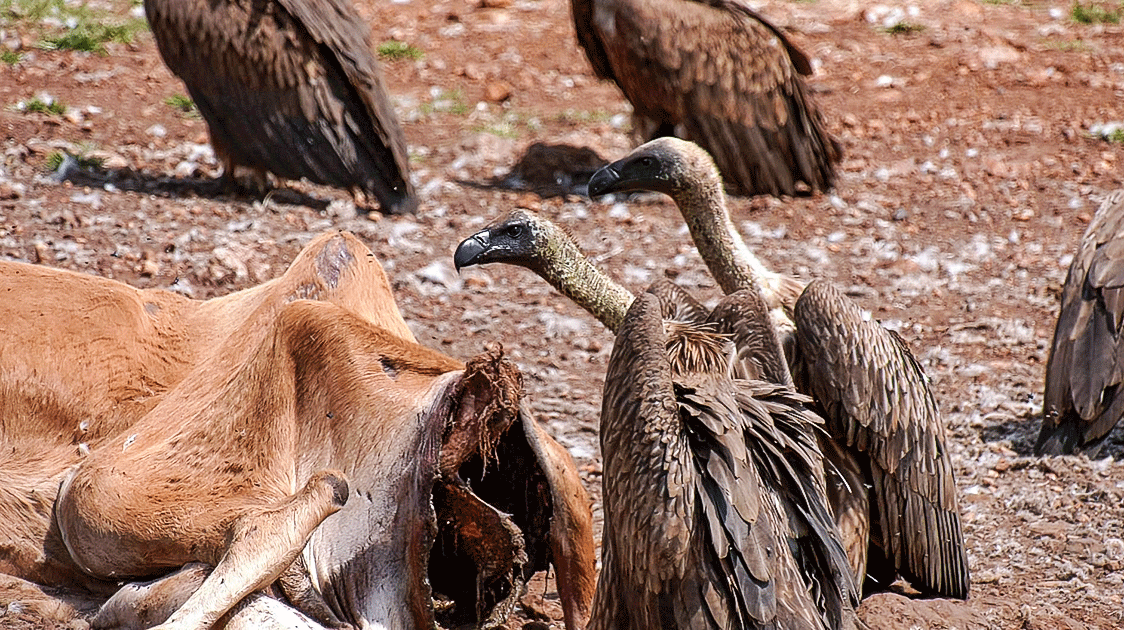SA Hunters Vulture Conservation (10-minute video)