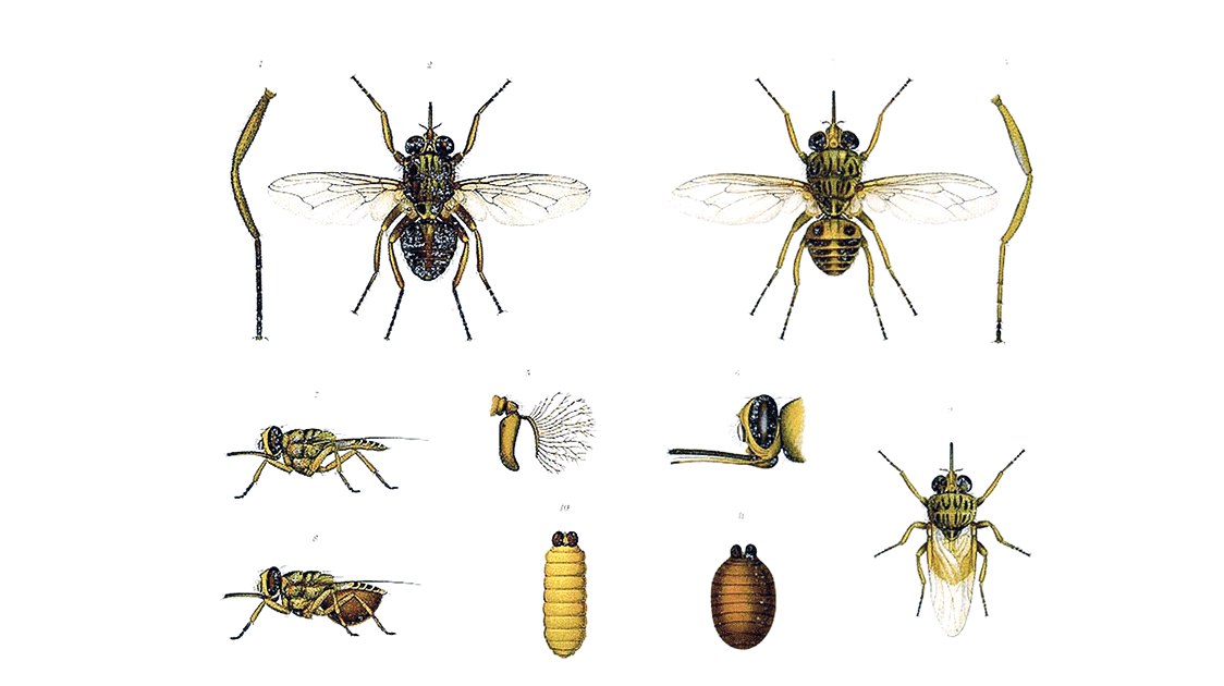 Tsetse Fly Control in Zululand (5-minute Video)